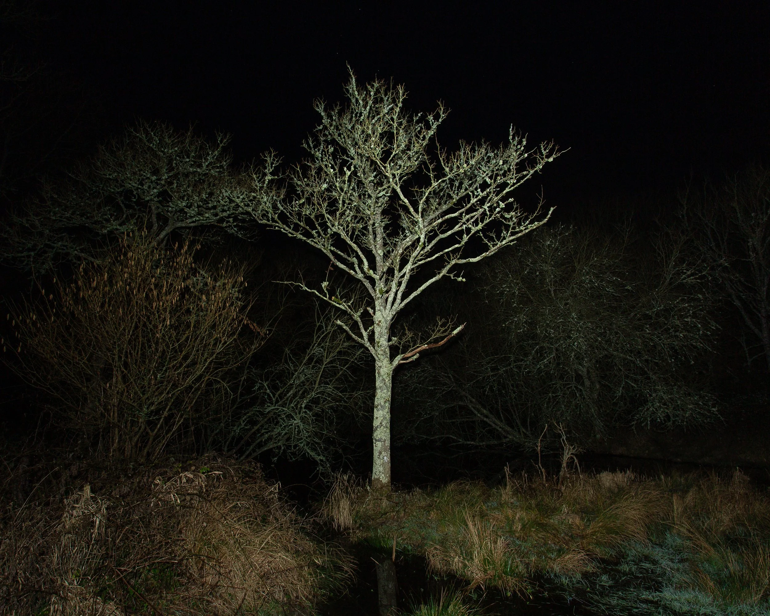 Ghost Tree