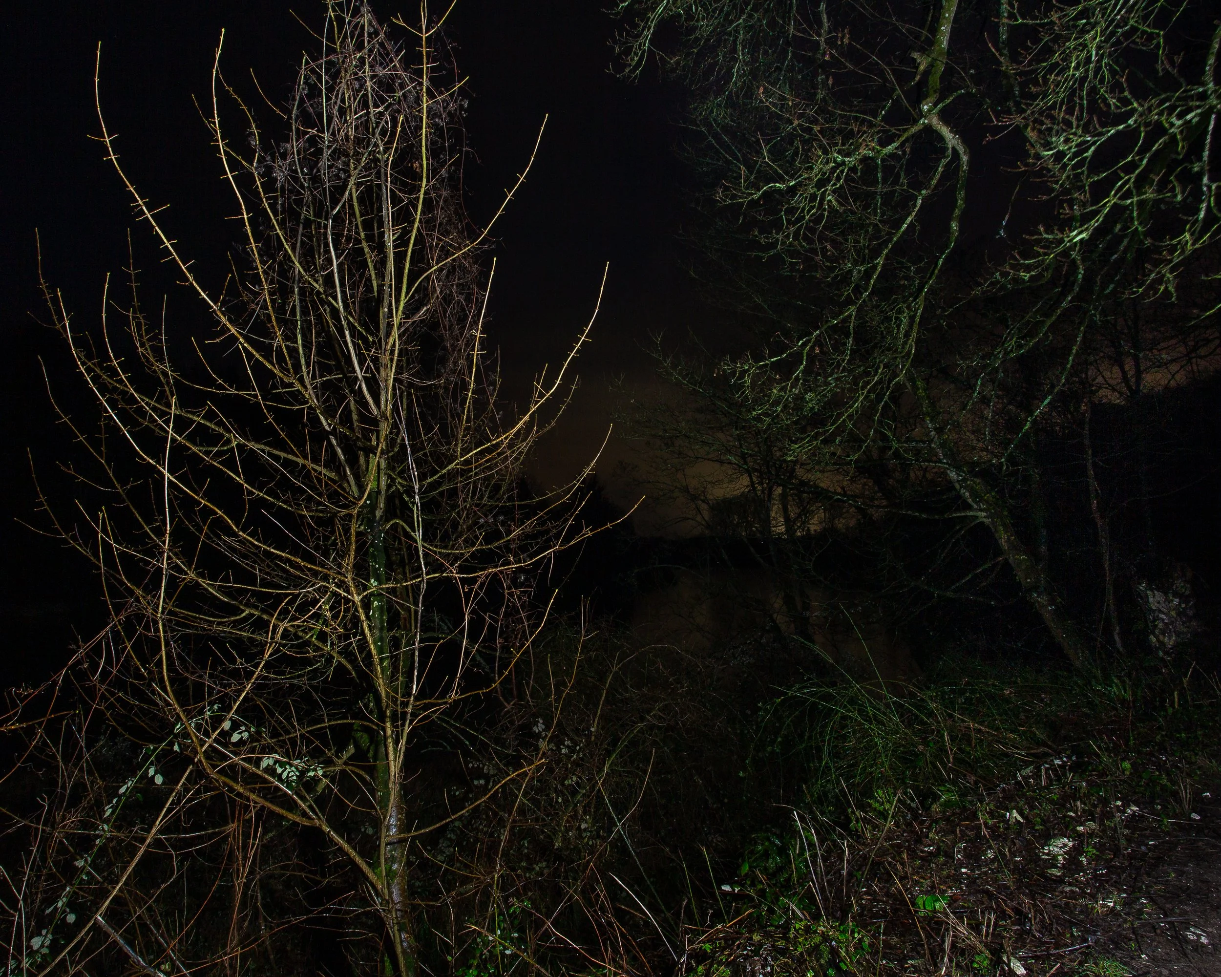 Nocturnes - Trees Diorama 3.jpg