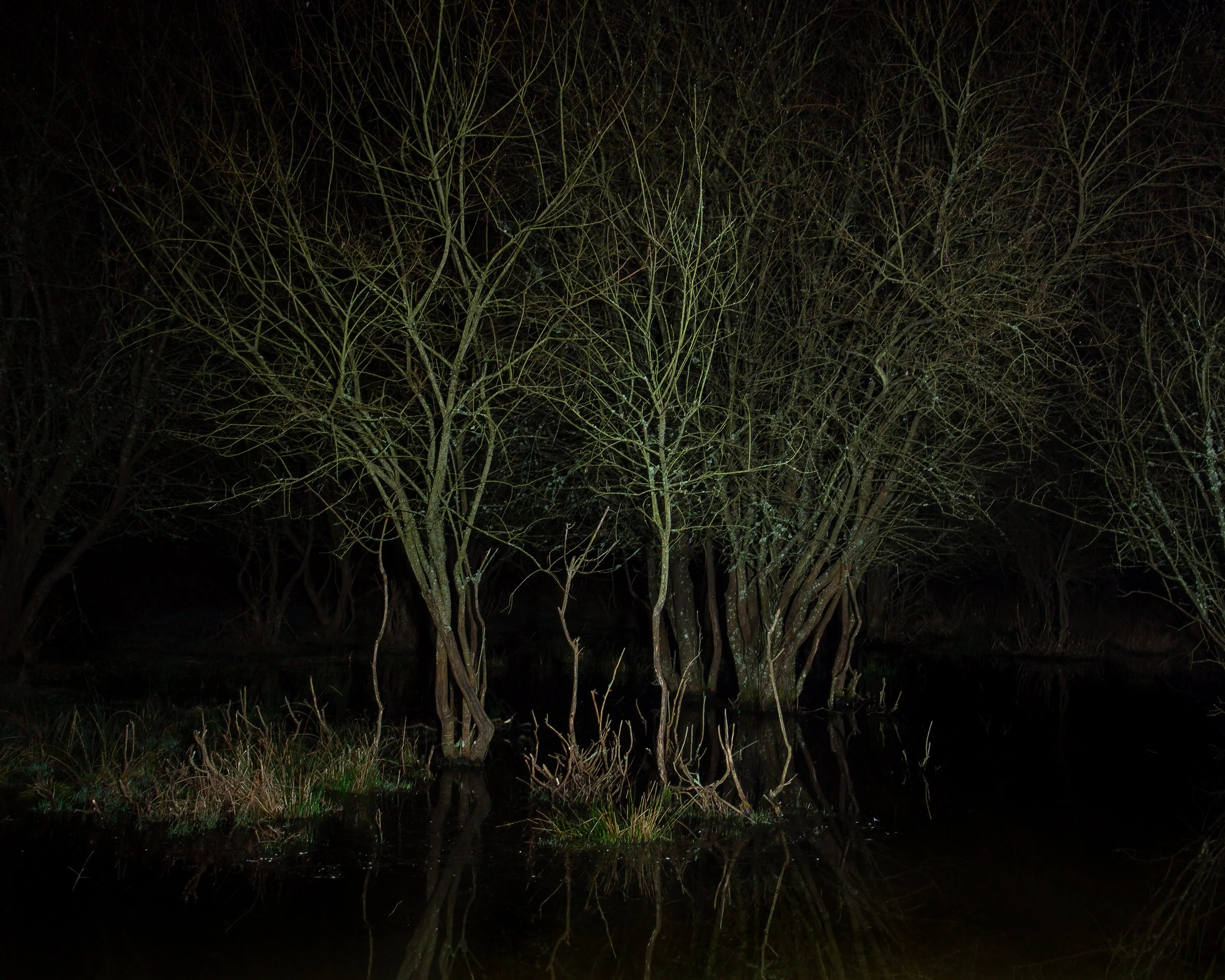 Thicket and Lake