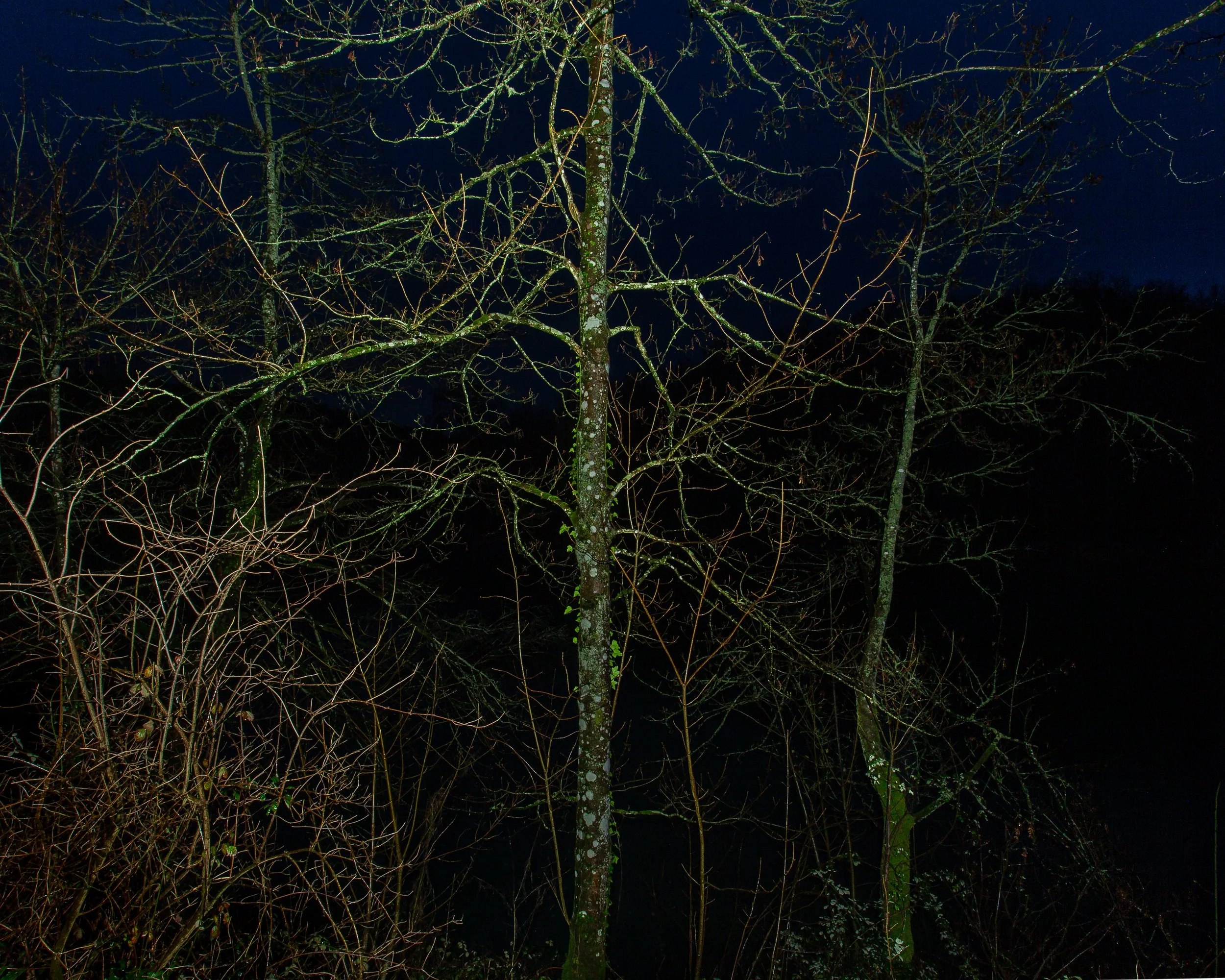 Nocturnes - Trees Diorama 2.jpg