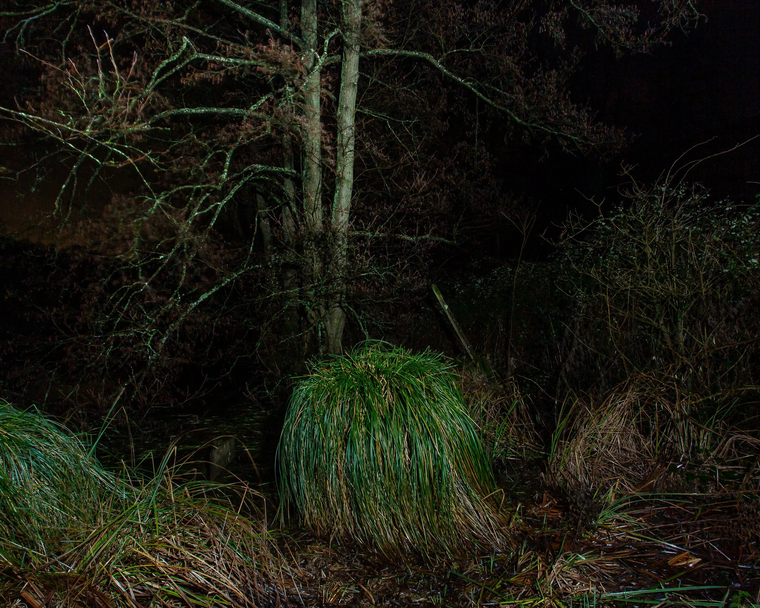 Nocturnes - Grass Mound.jpg