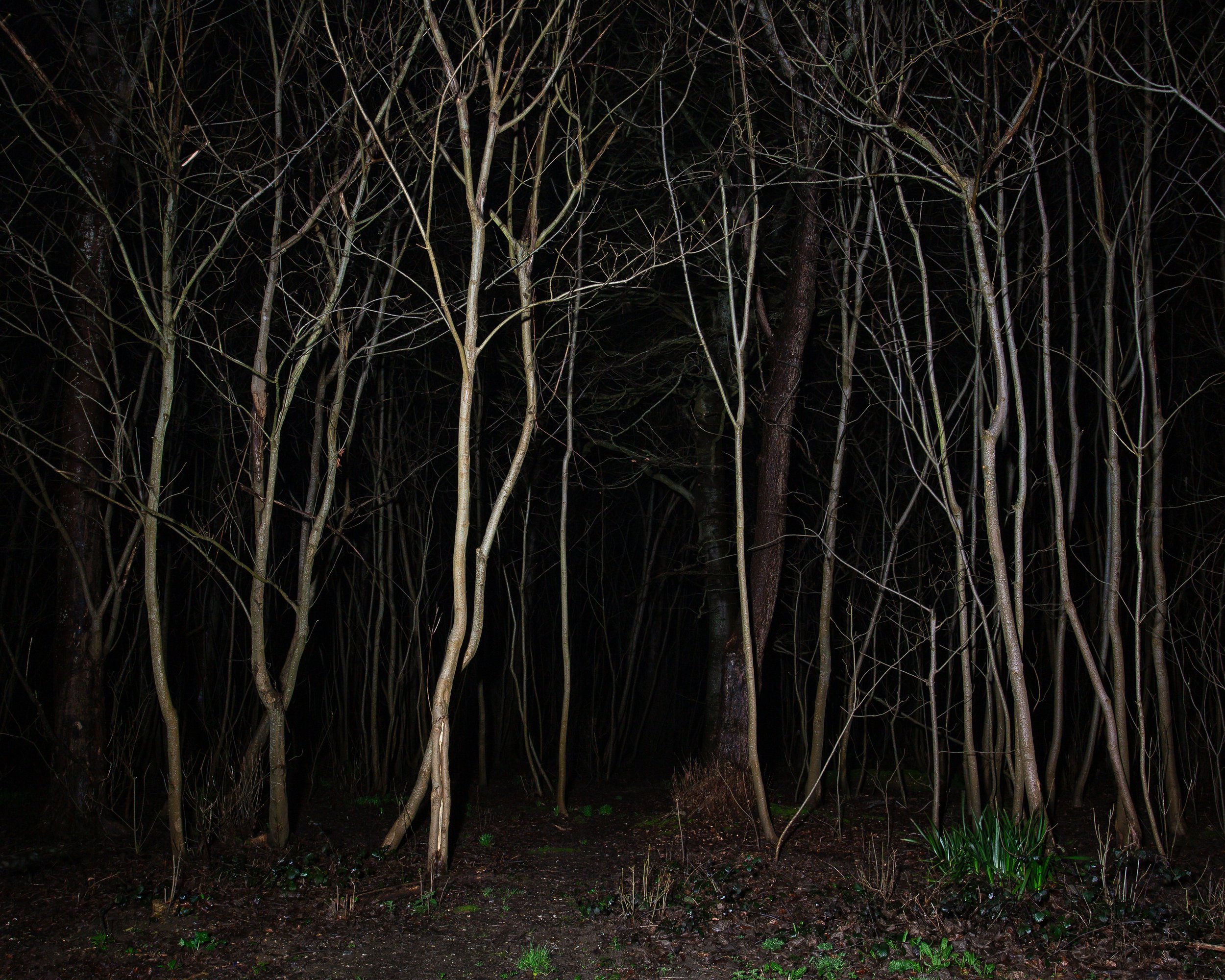 Nocturnal Forest Trees 2