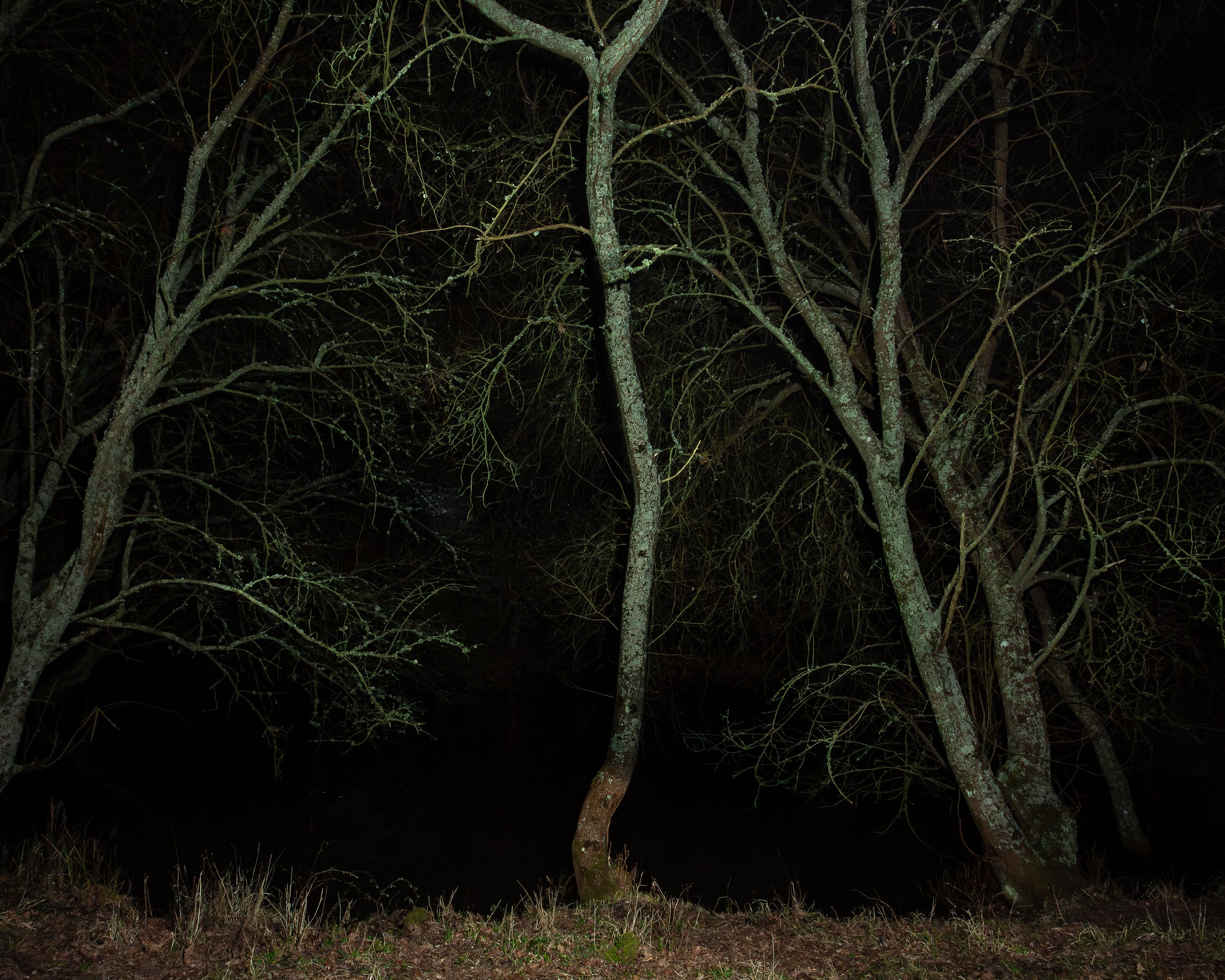 Knepp Night Trees