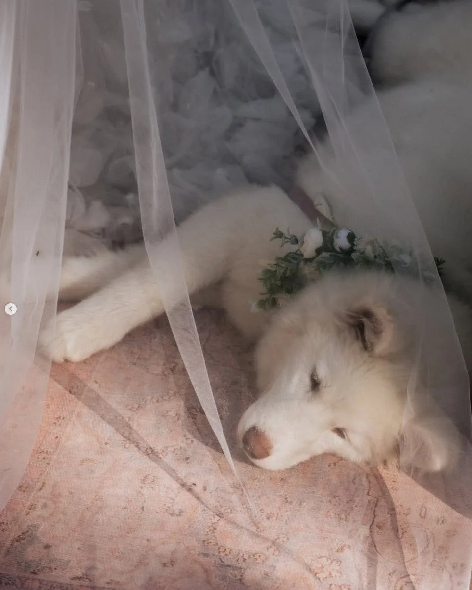 Wedding Planner &amp; Design: @thepartystudio.co
Catering: @mumo.cun
Mixology And Open Bar: @beyouservice
Officiants: @garotadecancun
Hair, Makeup &amp; Beauty: @iomakeup.mx
Wedding Photographers: @soulloverswedding_
Wedding DJ: @djridelrd
Furniture: