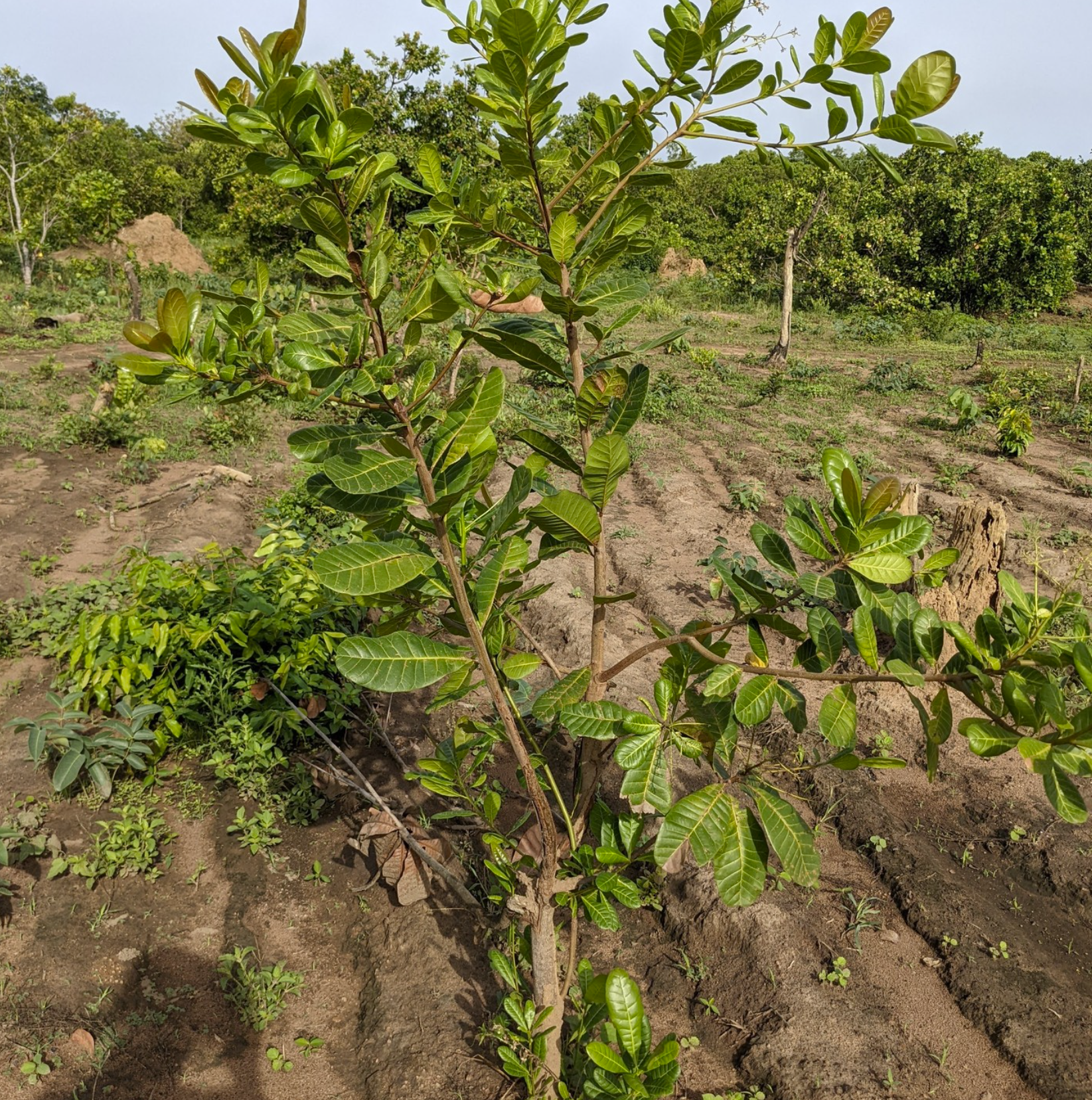 Screenshot 2023-08-30 123348.png