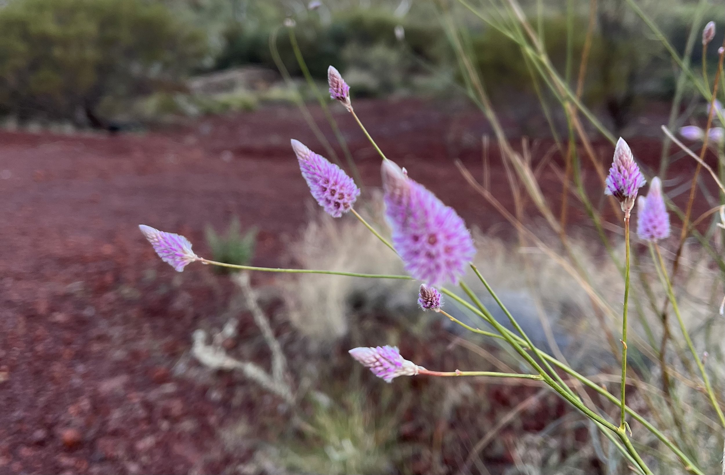 flowers.jpeg