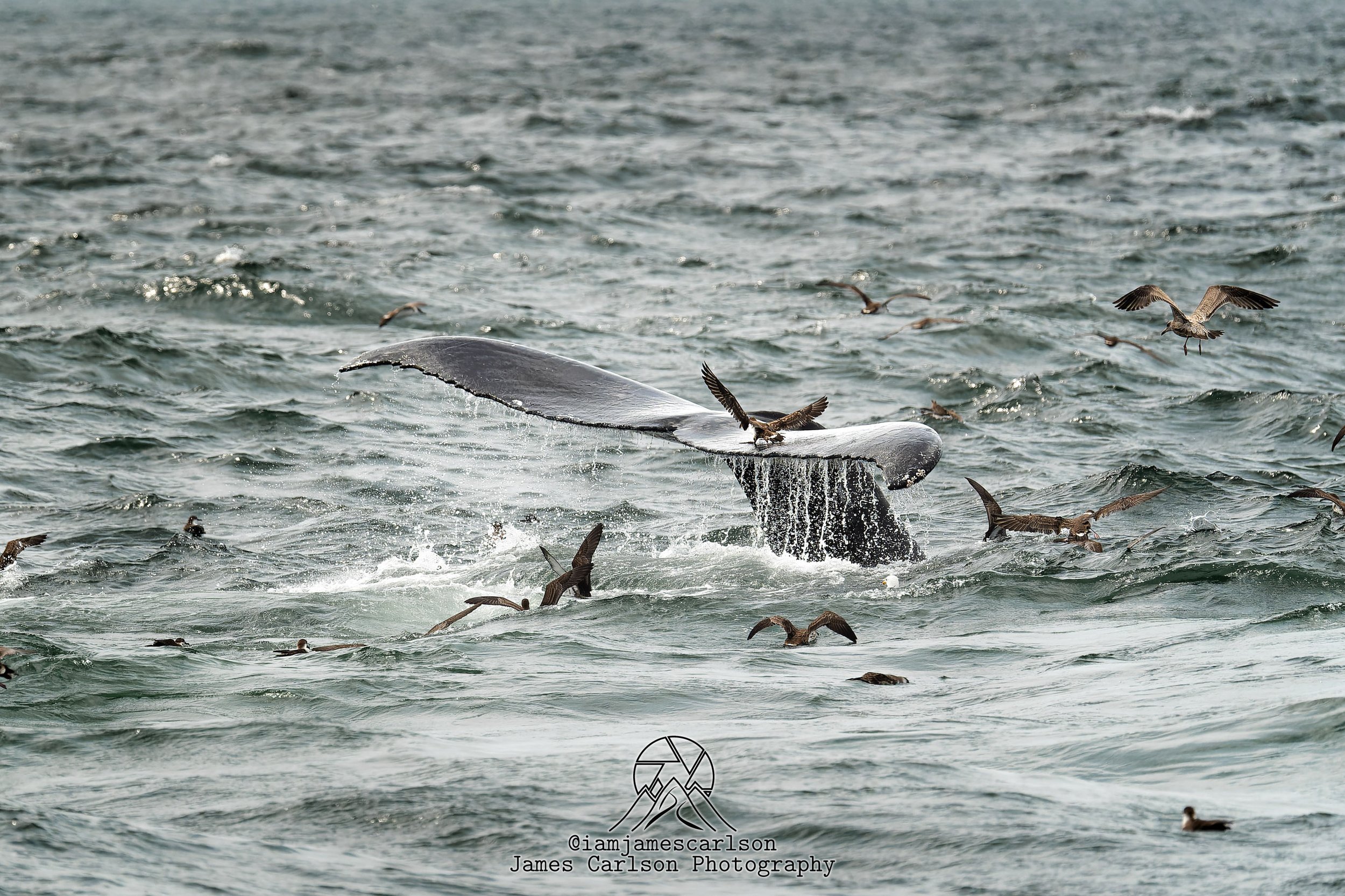 DSC01849-ARW_dxo-Enhanced-SR.jpg