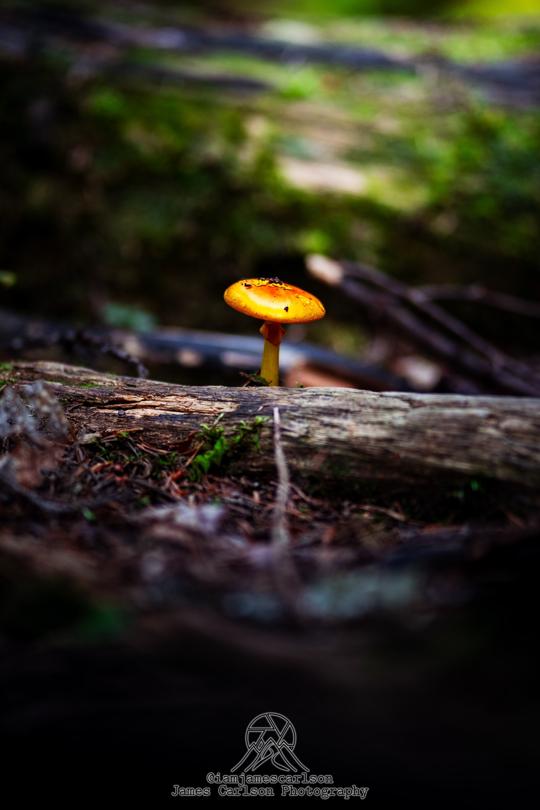 DSC01095.jpg