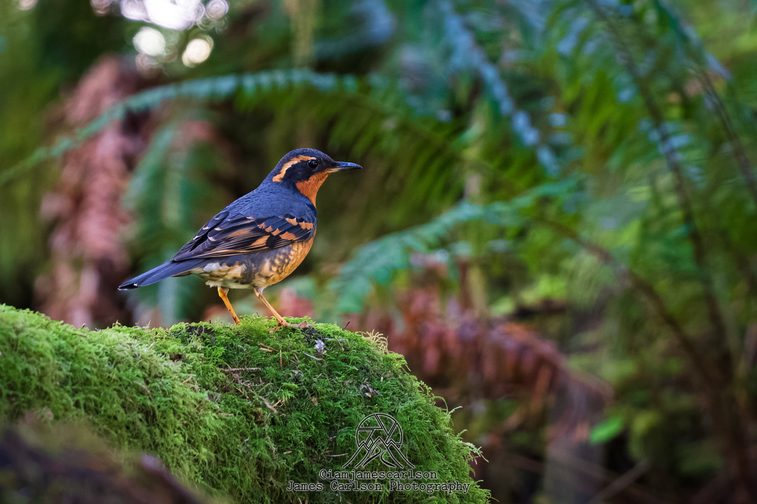 RIV03051-ARW_dxo.jpg
