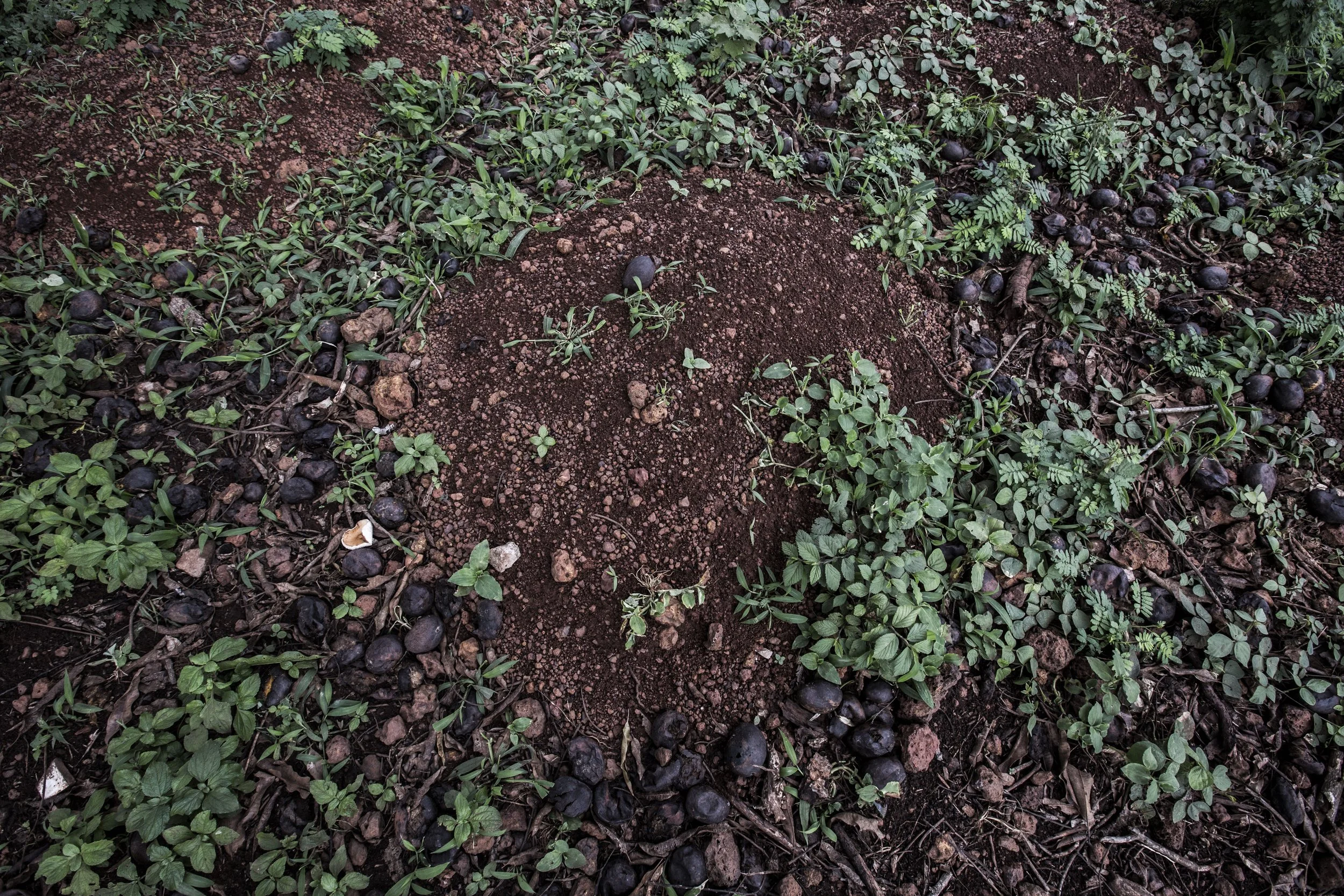 Rachida died out of severe malnutrition and poor health assistance just few days before departure to Cameroon. She was buried in an unnamed grave on the same location of her deceased sibling and grandparents.