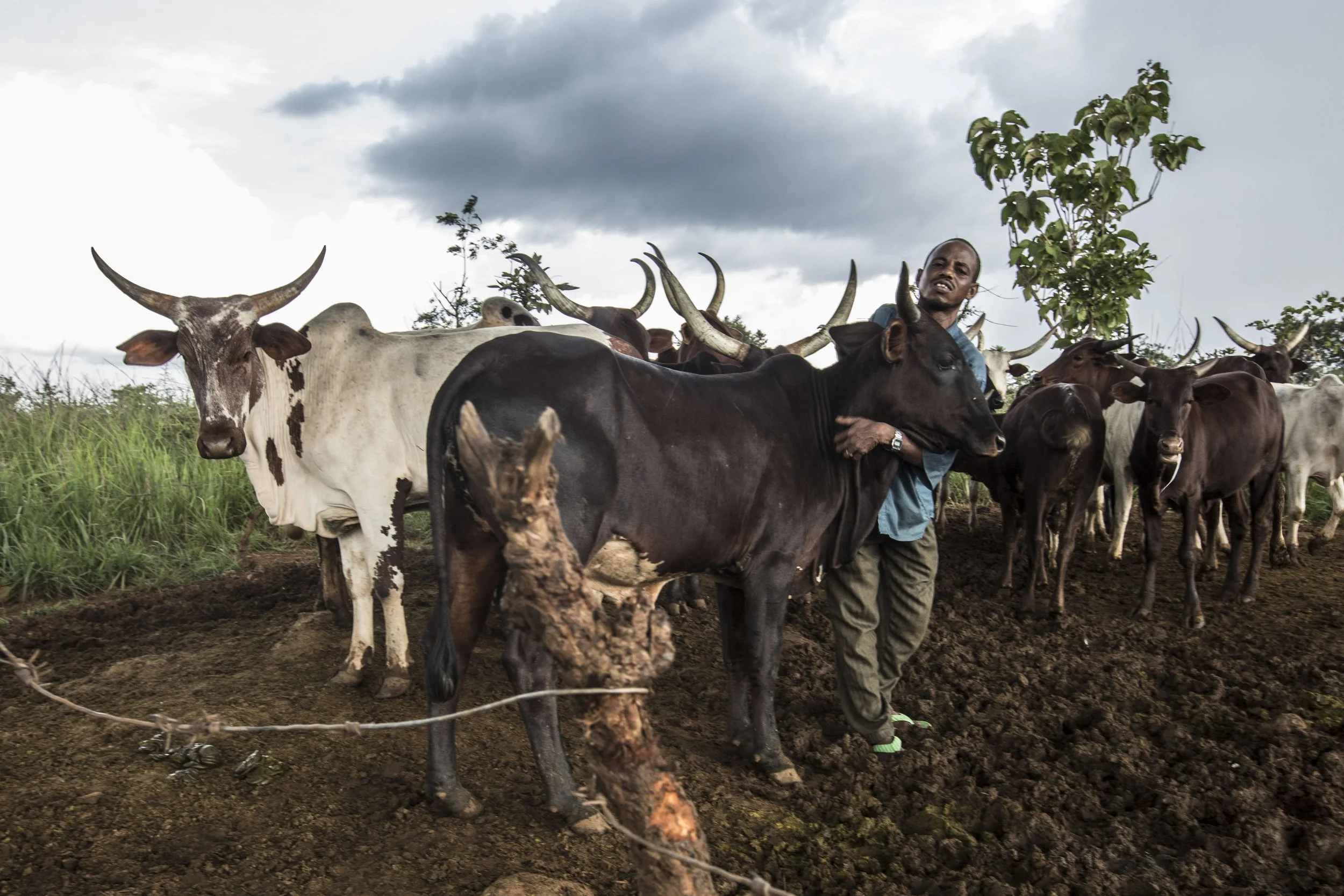Ahmadou Tidjani visits the small cattle herd of 20 surviving cows kept at the vicinity of the UN forces. The Peulhs community in Yaloke had over 8,000 cows, they were either slaughtered or confiscated during their fleeing.