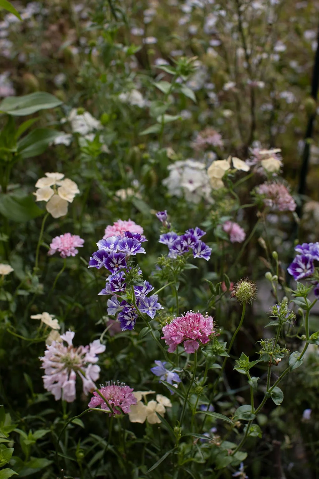 BloomingSense_2026_SHawlisch_1377.jpg