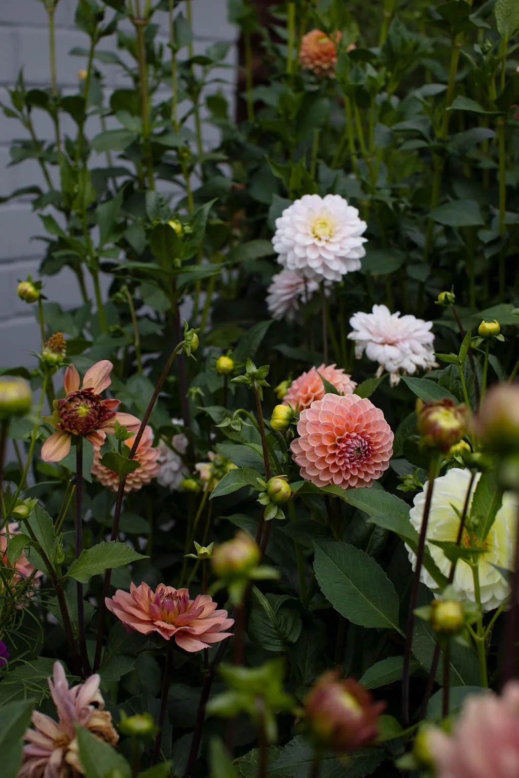 BloomingSense_2026_SHawlisch_1370.jpg