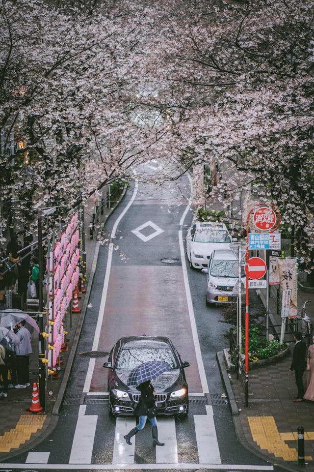cherry-blossom-sakura-tour-tokyo-roads.jpg