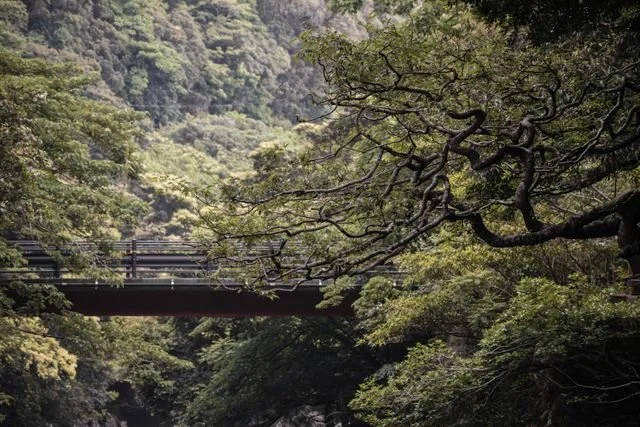 kagoshima-general-highlights-private-tour-nature.jpg