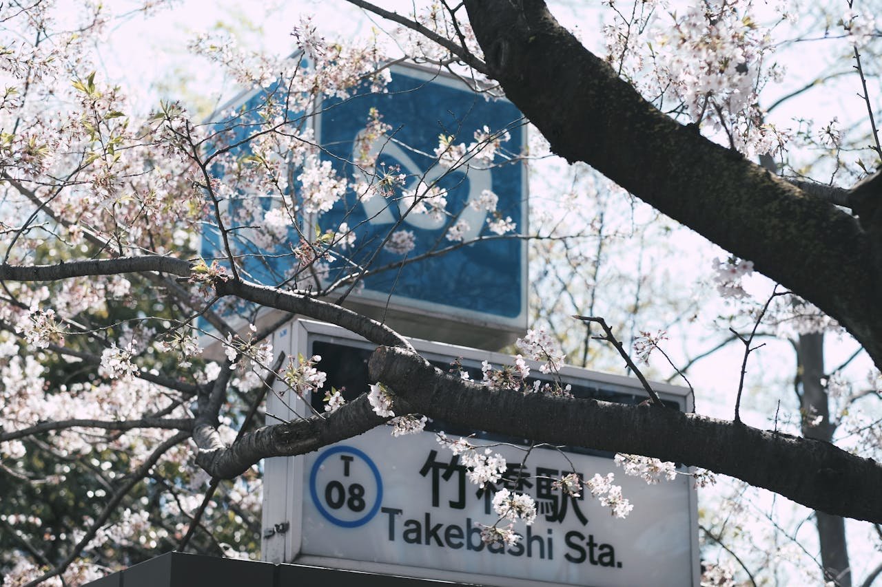 cherry-blossom-sakura-tour-tokyo-station.jpg