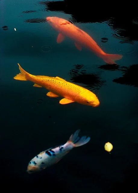 cool-private-anti-heat-tokyo-tour-koi.jpg