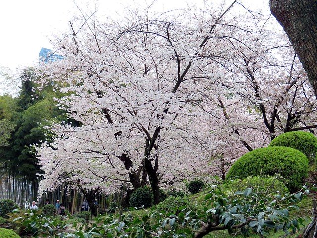 Sakura tree in Hiroshima, blooming with vibrant pink flowers.