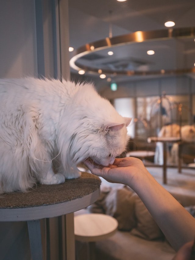 private-japan-tours-weird-tour-cat-cafe.jpg