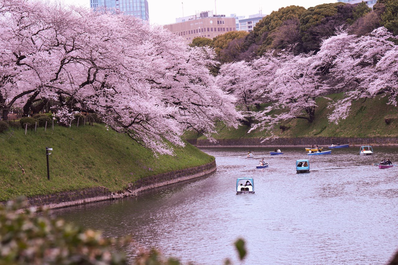 cherry-blossom-sakura-tour-tokyo.jpg
