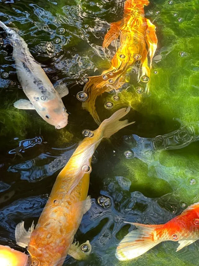 private-japan-tours-summer-tours-koi-fish.jpg
