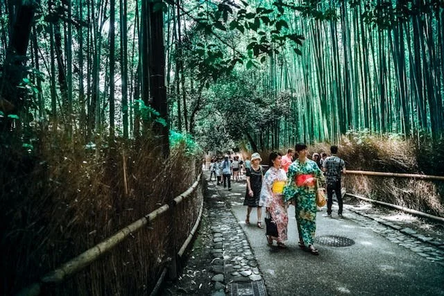 private-japan-tours-kyoto-tour-bamboo-forest.jpg