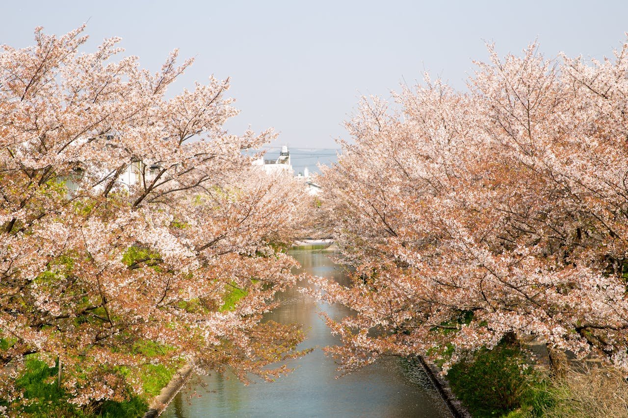 cherry-blossom-tour-kyoto-river.jpg