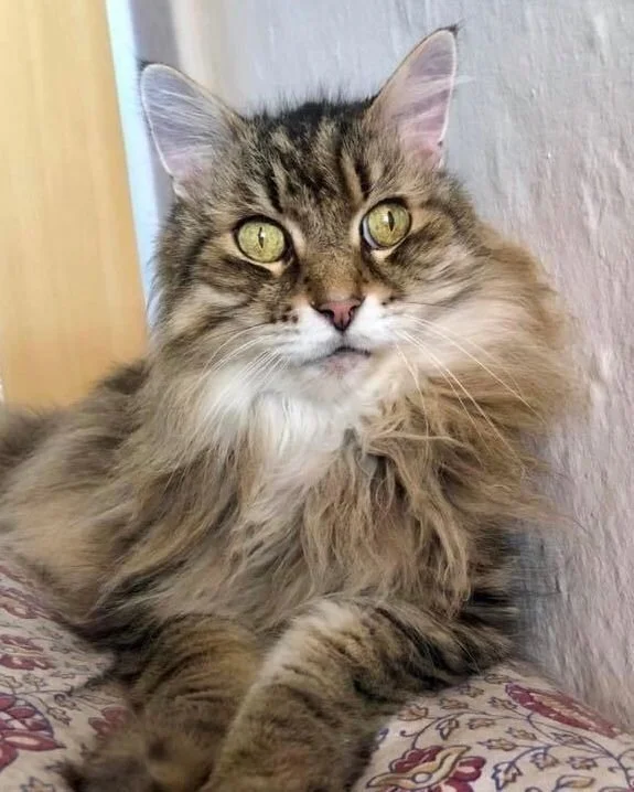 Nuki1.jpg