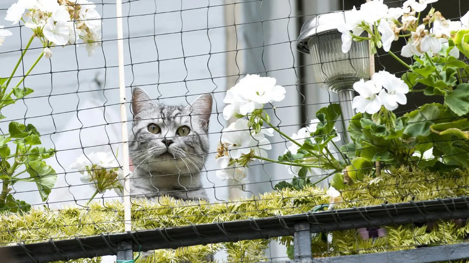 rete-protezione-gatto.jpg