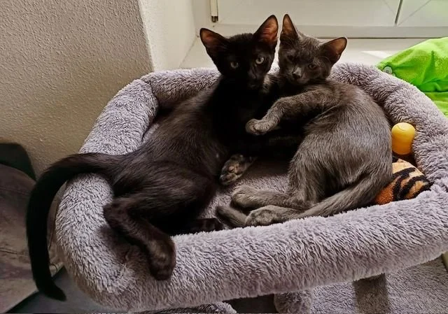 Testimonianza: Claudio e famiglia