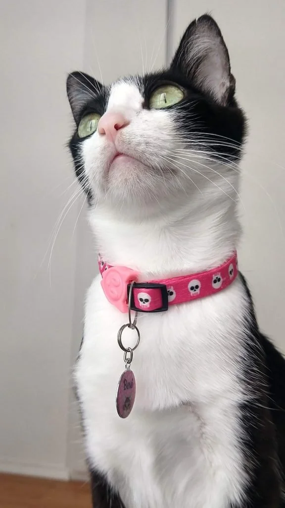 collaremedaglia-gatto.jpg