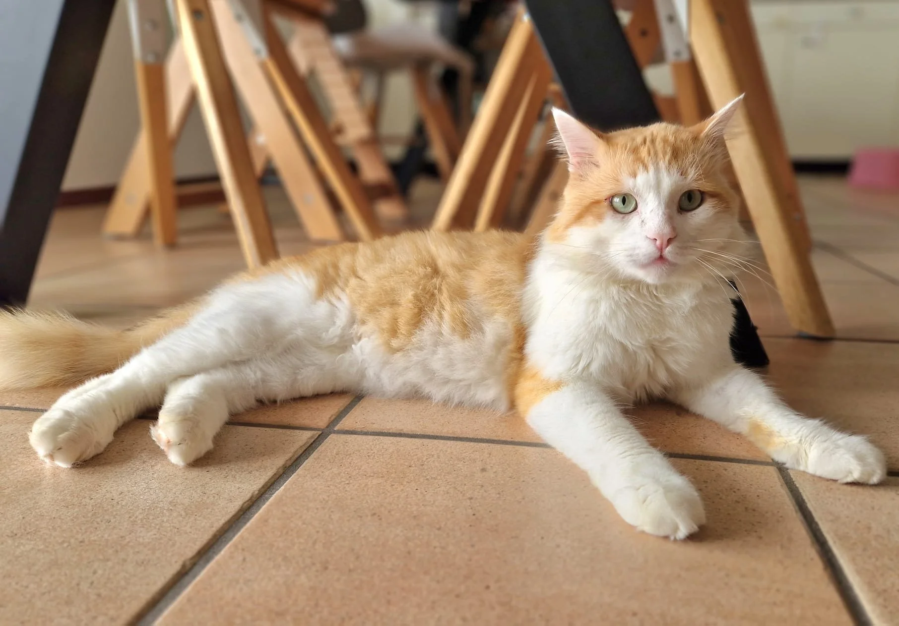 La storia a Lieto Fine di Balù