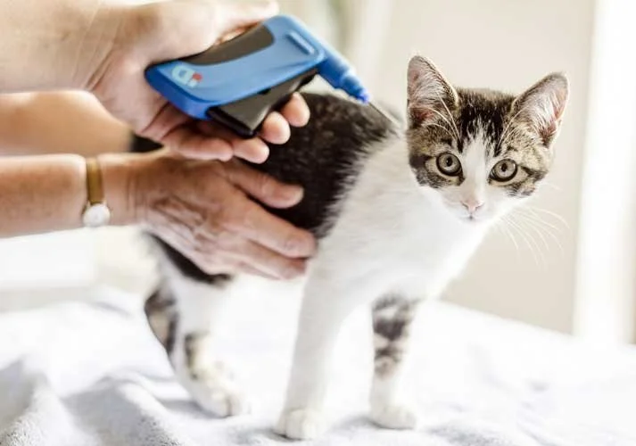 Microchip e registrazione dei gatti: perché