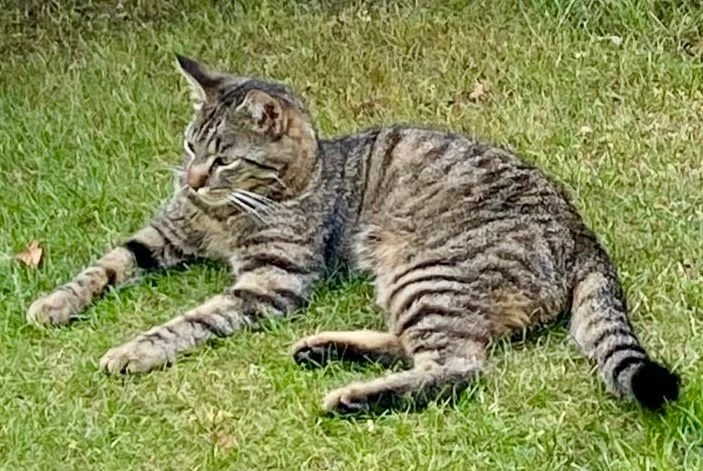 Brutta avventura per la piccola Perla