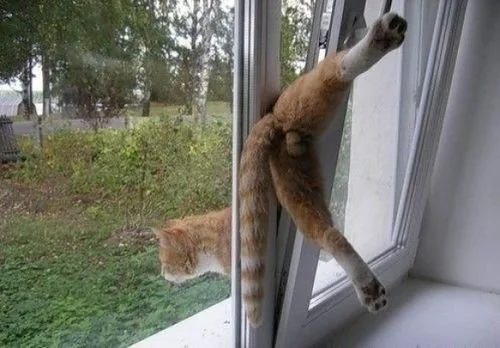 Finestra a ribalta – Una trappola mortale