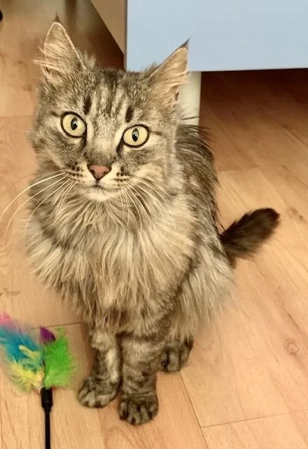 Lucky il gatto fortunato