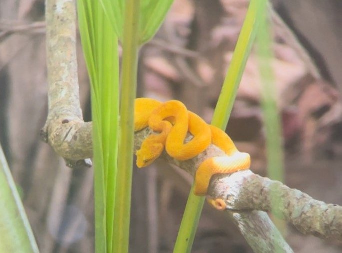 Eyelash Viper Encounter in the Forests of Costa Rica!