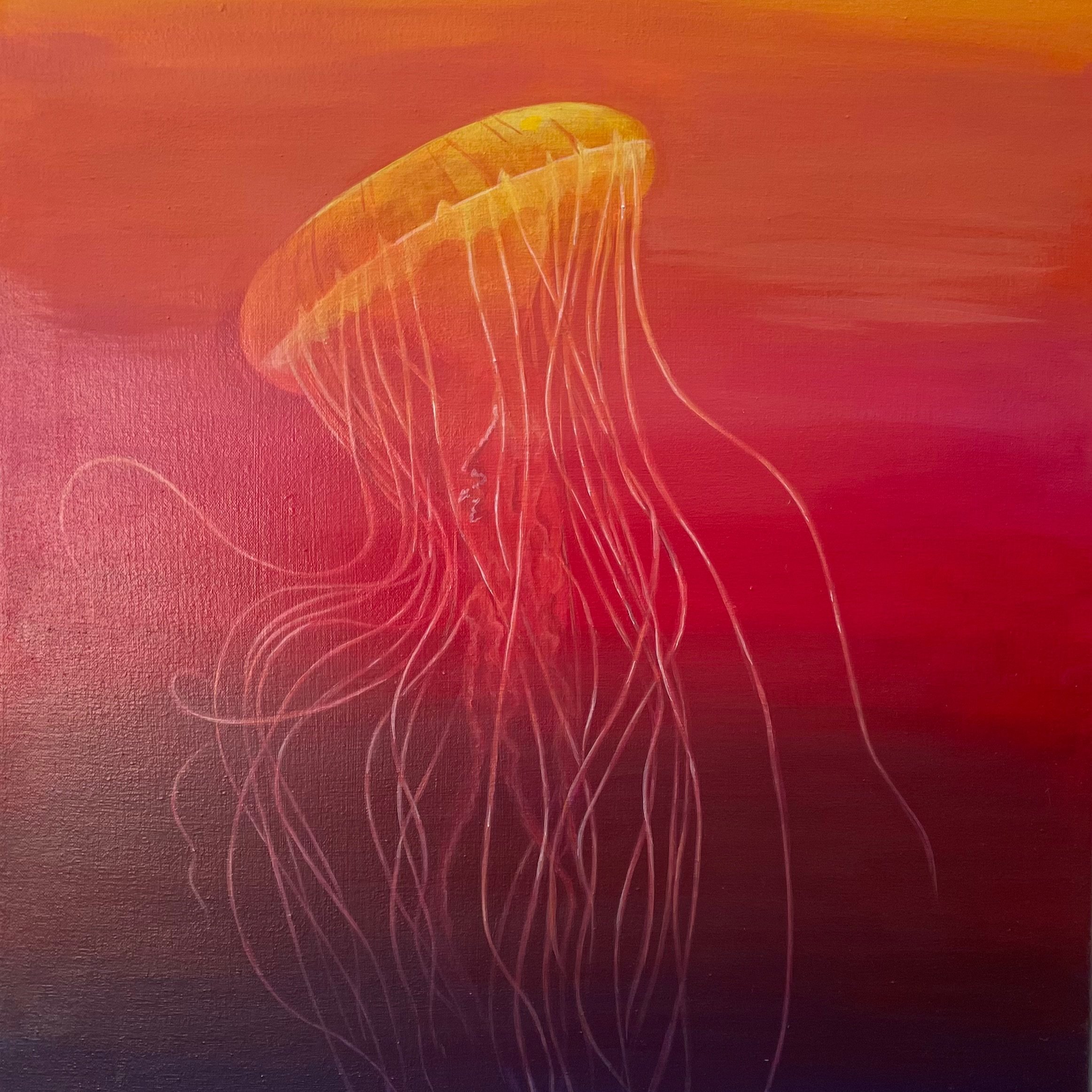 Sunset Jellyfish