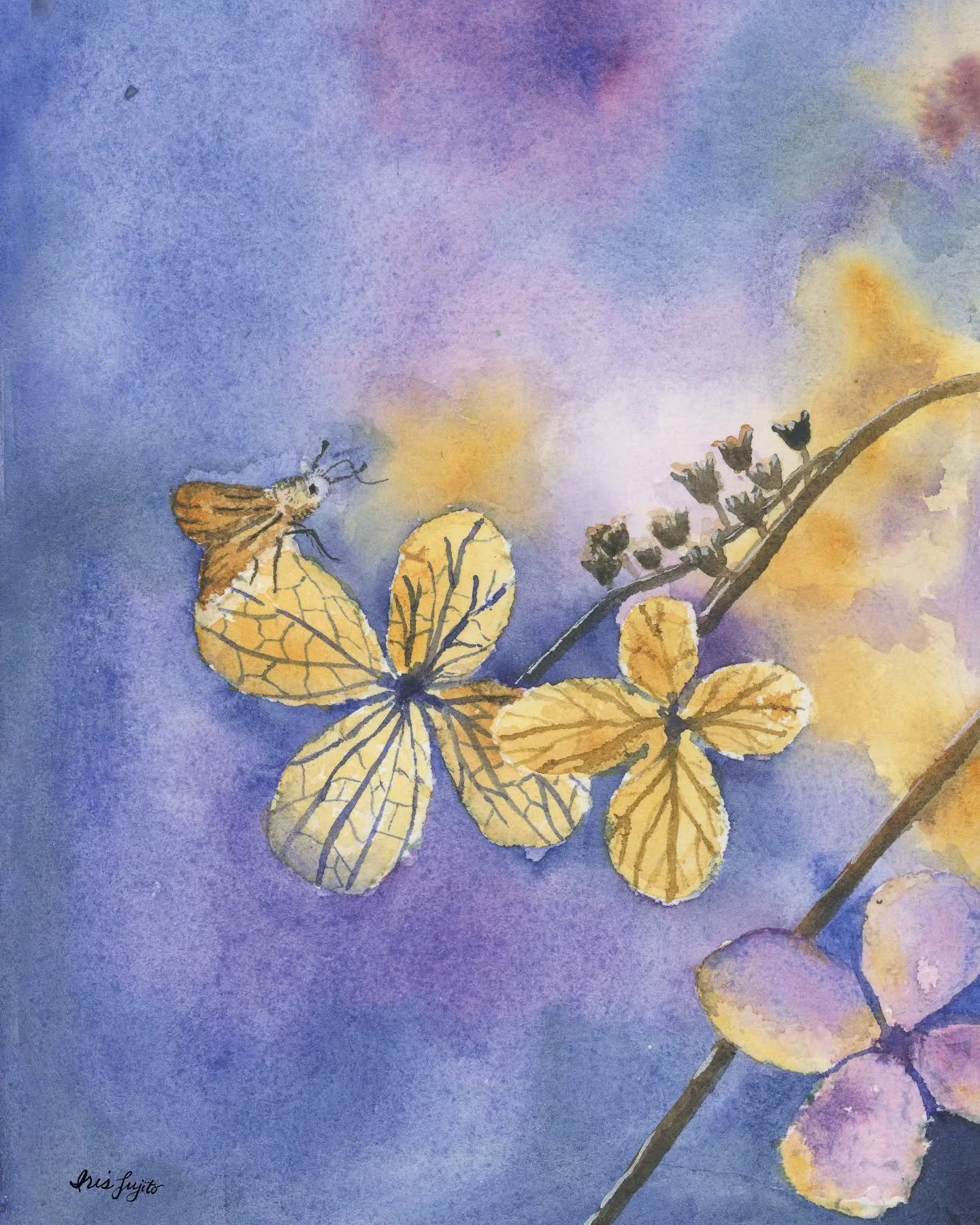 Dried hydrangeas and a visiting moth &mdash; my take on Jehane&rsquo;s Golden Thread prompt, dried blooms.
I wanted to paint that moment when the petals catch light from behind, thin and like parchment paper as they fade. 

#jehanesgoldenthreaddriedb