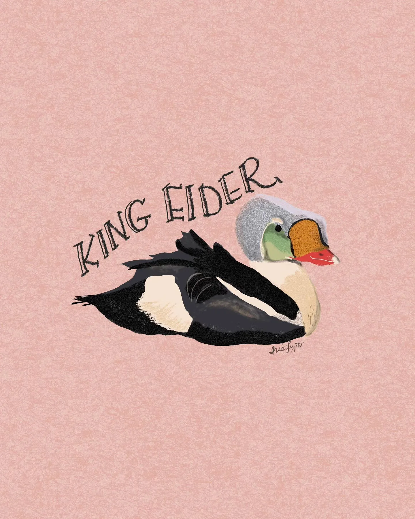 What an interesting sea duck from the high Arctic!

(Ref photo by Ian Davies via ebird.org.  Used for drawing study only)

#wanderingirisstudio #birbfest2026 #irisfujitoillustration #birdart #creativepractice