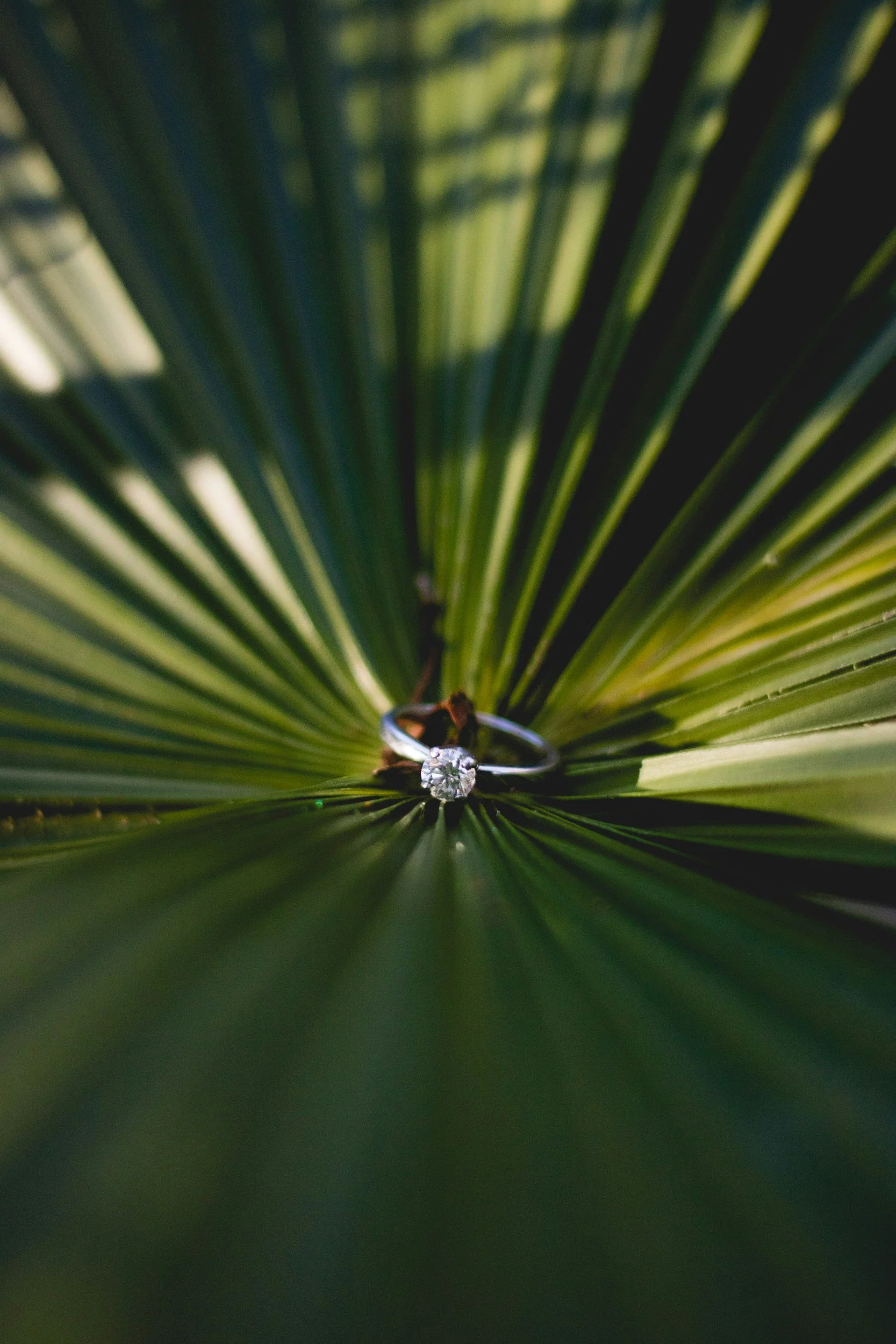 A diamond engagement ring with a silver band resting on a large green palm leaf.