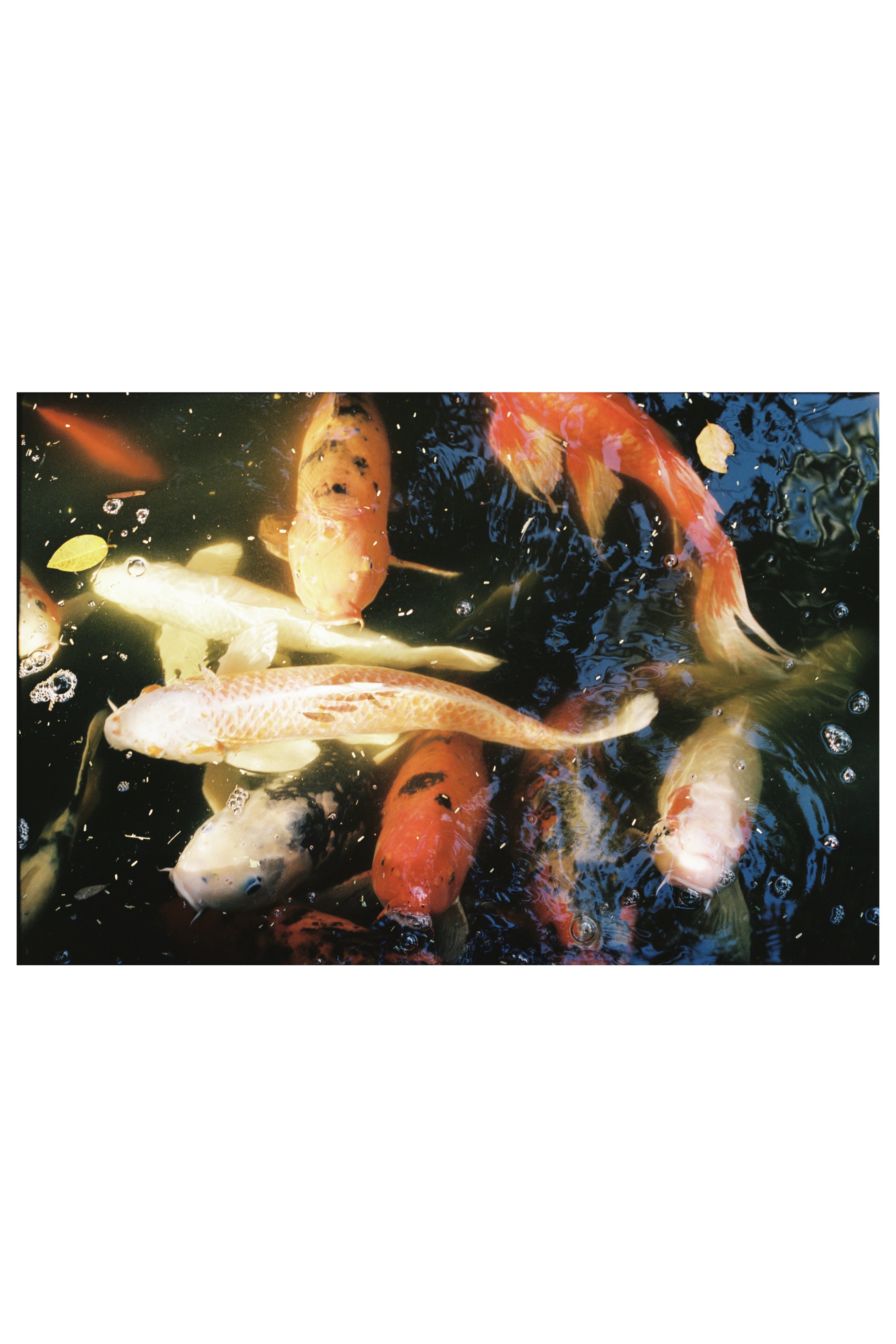 Weird Fishes