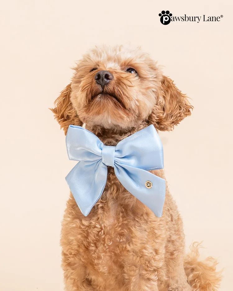 The Satin Collection - Dog Bow - Cornflower