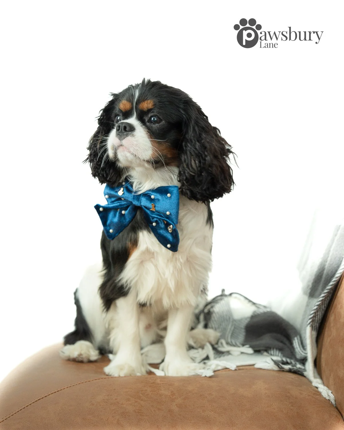 It's Snowing Cats and Dogs - Sapphire - Pet Bow
