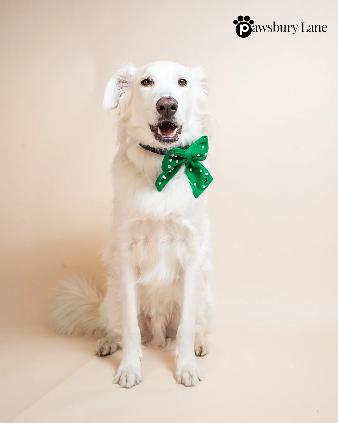Sugar and Pearls - Mistletoe Green - Pet Sailor Bow