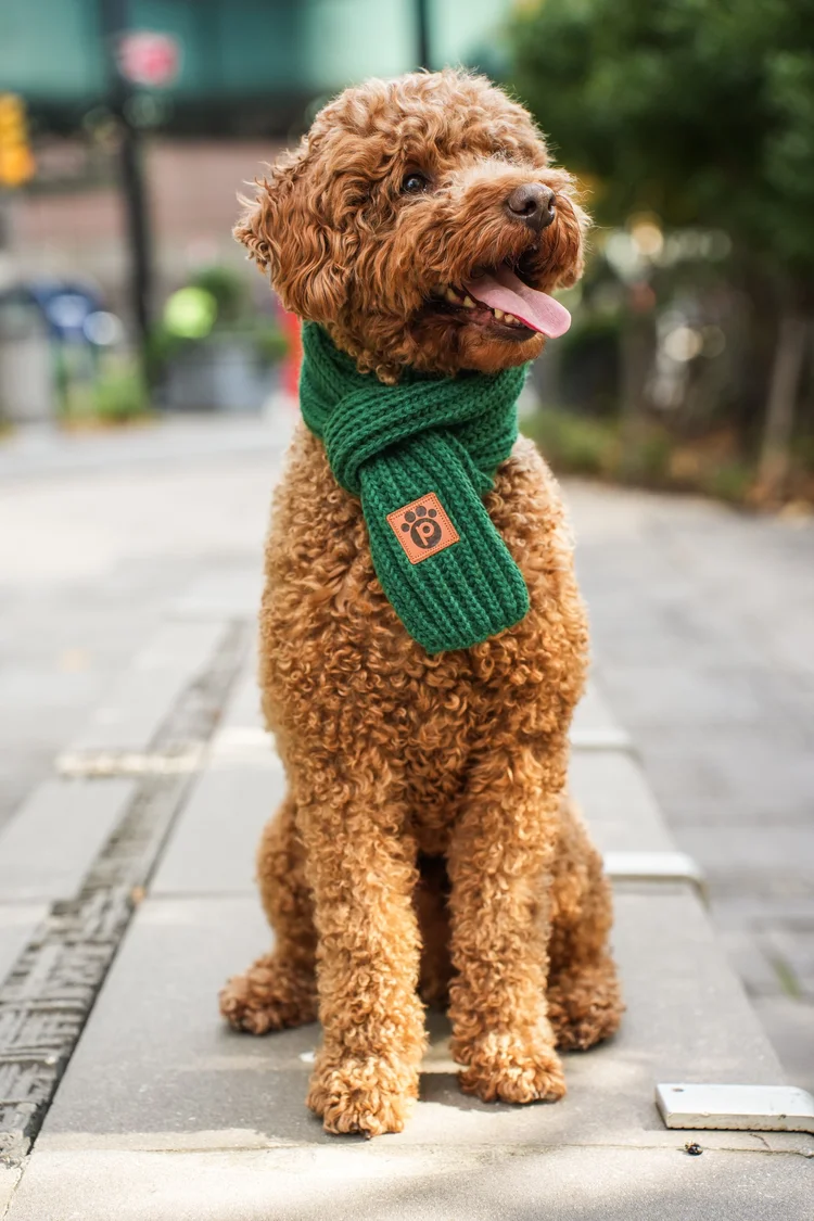 Shades of Winter - Emerald Green - Pet Scarf