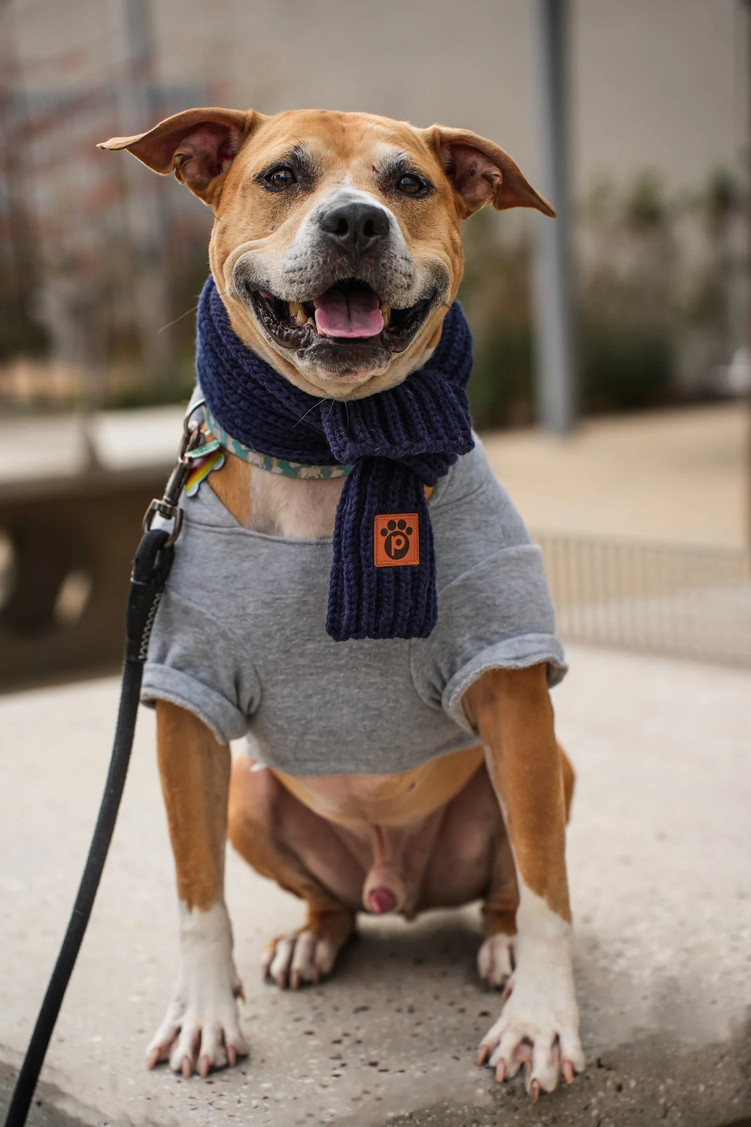 Shades of Winter - Midnight Blue - Pet Scarf