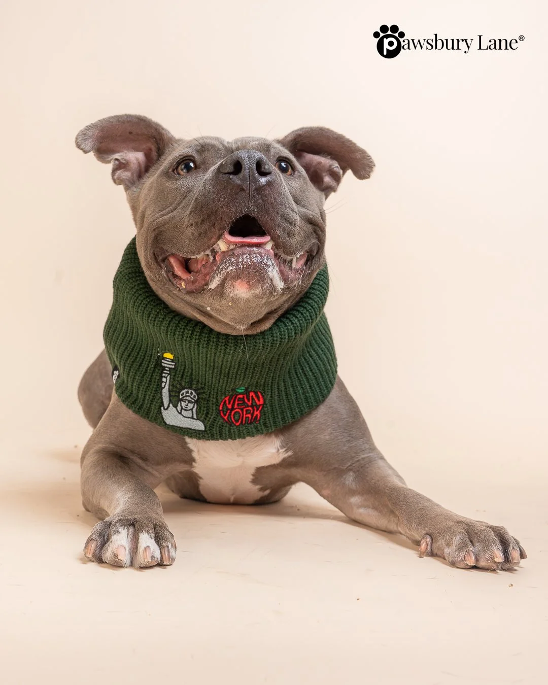 NYC Embroidered Knit Dog Snood – Apple & Liberty (Green)