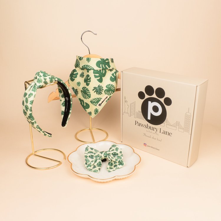 Monstera - Bundle & Save
