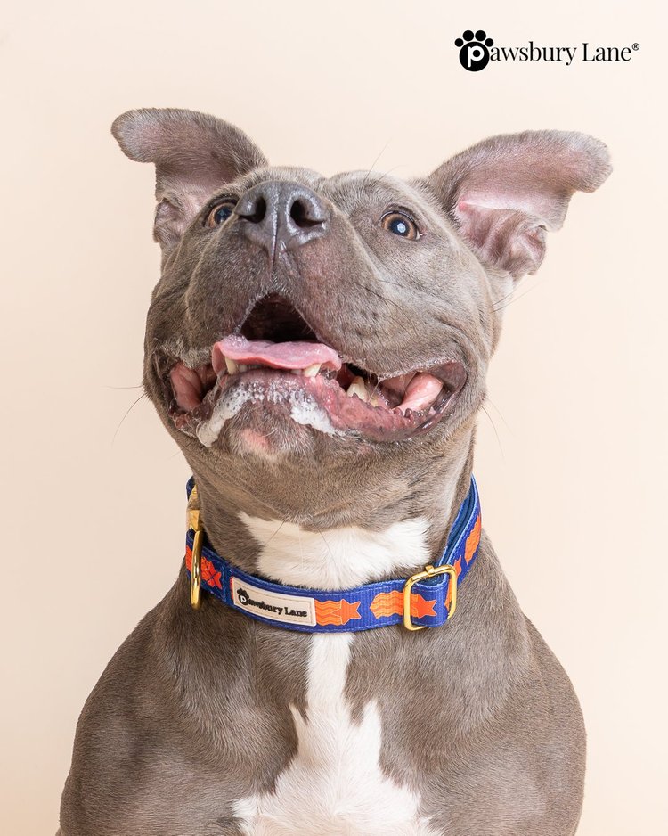 Game Day - Pet Collar